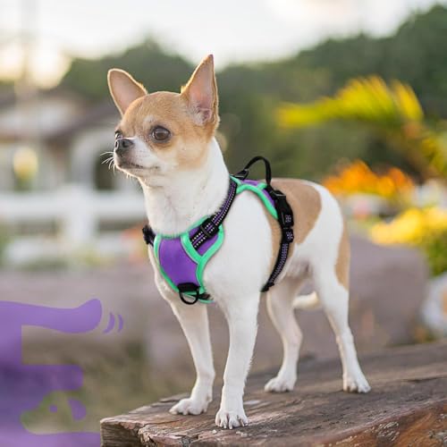 Dog Harness for Small Dogs (X-Small / Purple & Turquoise)
