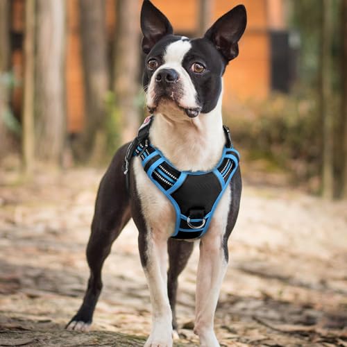 Dog Harness Small Sized (Black & Blue / Small)