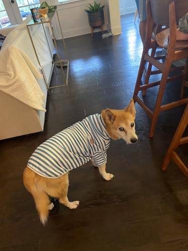 Turtleneck Dog Shirt Cute Doggie Embroidery Super Soft Dog Sweatshirt Stretchy Striped Puppy Pullover for Cats Small Medium Large Dogs (Blue Striped / 6X-Large)