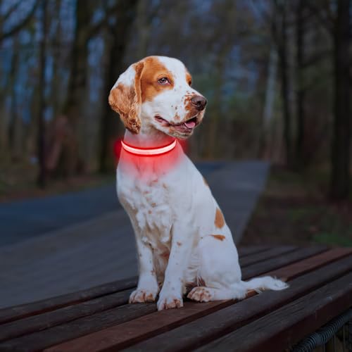 Light up Dog Collar (Red / L(19 inch-23.6 inch))