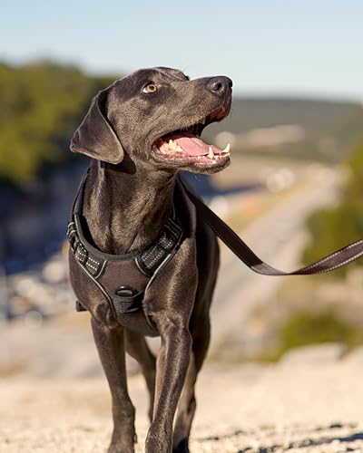No Pull Dog Harness for Small Dogs (Small / Brown)