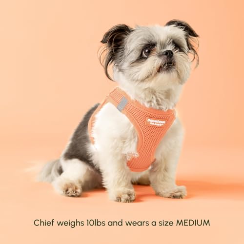 Adjustable Step (Large / Tangerine)