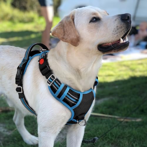 Dog Harness for Large (Black & Blue / Large)
