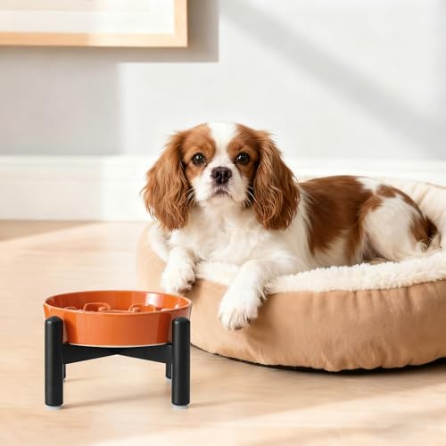 Elevated Slow Feeder Dog Bowl (Orange / S(1 Bowl with Stainless Steel Stand))
