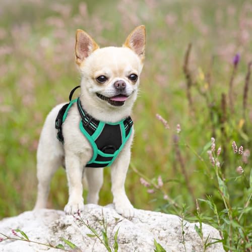 Dog Harness No Pull for Small Dogs with 2 Leash Clips (X-Small / Black & Turquoise)