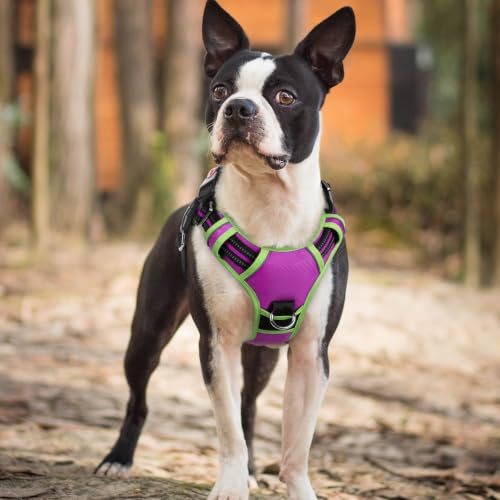 Dog Harness Small Sized (Purple & Light Green / Small)