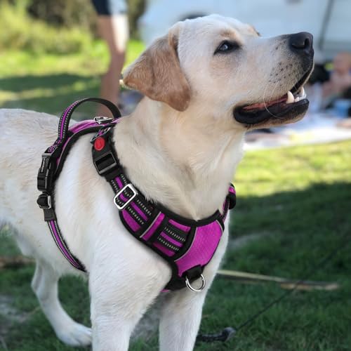Dog Harness for Large (Purple / Large)