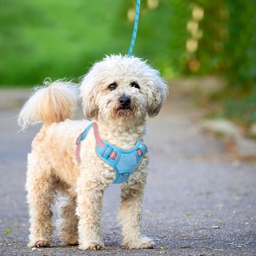 Dog Harness for Small Sized Dog No Pull Dog Vest ID Tag Pocket (Baby Blue & Baby Pink / Small)