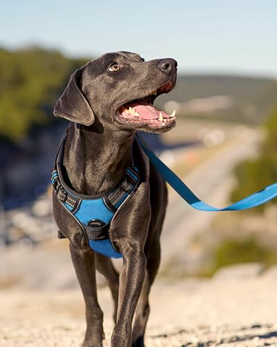 No Pull Dog Harness Medium Sized Dog (Medium / SkyBlue)