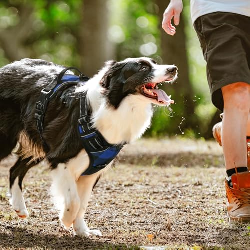 Dog Harness No Pull for Small Dogs with 2 Leash Clips (Small / Blue Plaid)