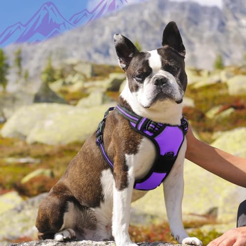 Dog Harness for Medium Sized Dogs (Medium / Purple)