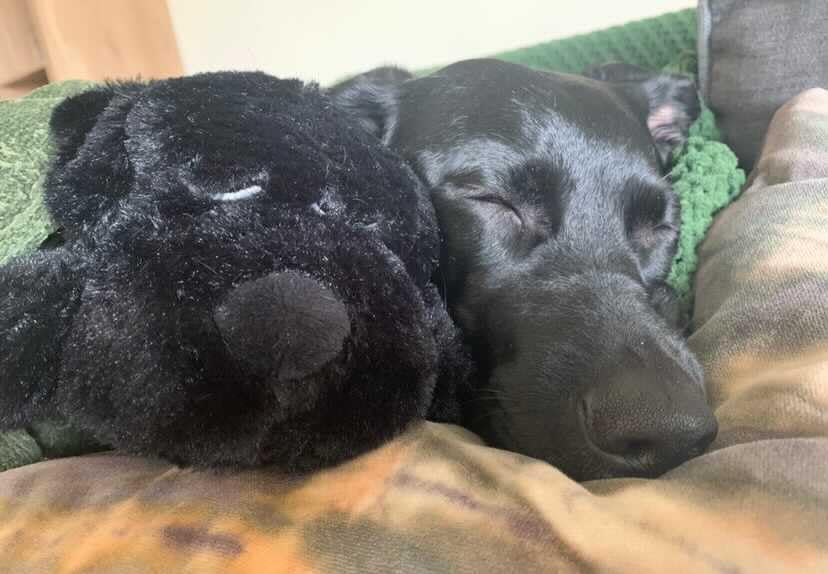 Snuggle Puppy Heartbeat Toy (Black)