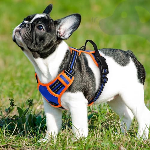 Dog Harness for Small Dogs (Small / Blue & Orange)