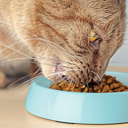 Cat Bowls Whisker Friendly Food Bowl for Indoor Cats (Dish - Set of Two / Aruba)