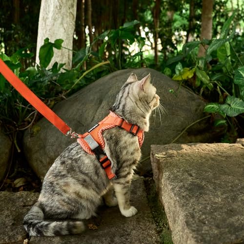 Cat Harness and Leash Set (Orange / Medium)