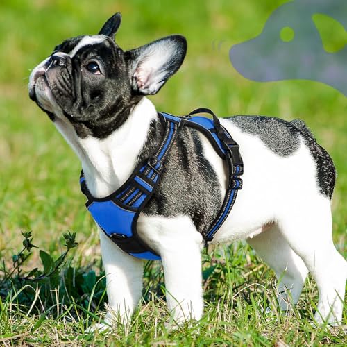 Dog Harness for Small Dogs (Small / Blue)