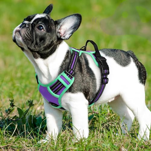 Dog Harness for Small Dogs (Small / Purple & Turquoise)
