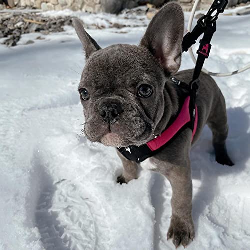 Escape Free Easy Fit Dog Harness (X-Small chest (15~17.25") / Hot Pink)