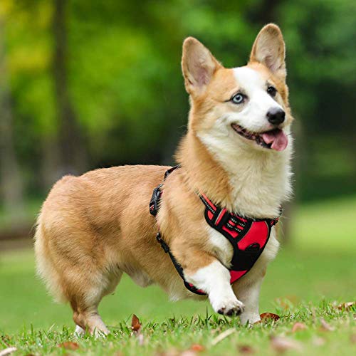 Dog Harness No Pull Medium Sized with 2 Leash Clips (Medium / Red)