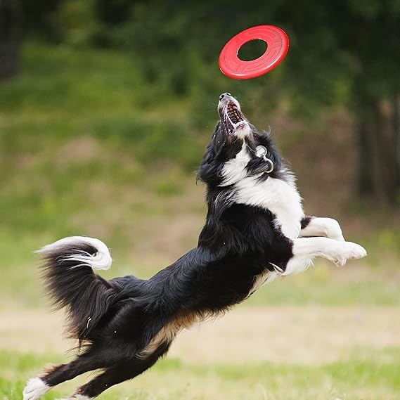 Atomic Flyer Outdoor Dog Toy (Red / 10 Inch)