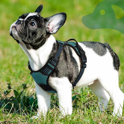 Dog Harness for Small Dogs (Small / Dark Green)