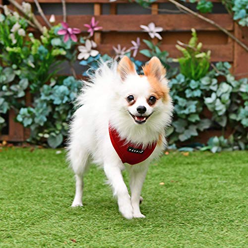 Soft Dog Harness (Wine / X-Small)