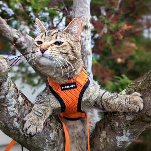 Cat Harness and Leash Set (Xxs / Orange)