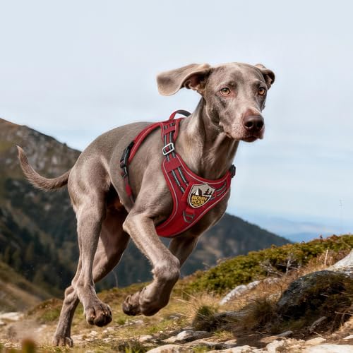 Tactical Dog Harness for Large Dogs (L(Chest:22"-37",Neck:21.1"-30.3",Back:8.3") / Red)