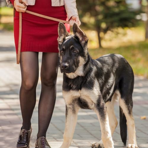 Leather Dog Leash (4ft x 1/2 inch / Tan)