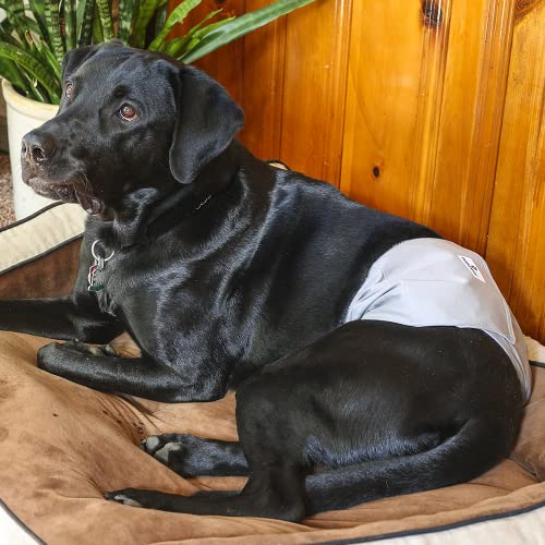 Washable Belly Bands for Male Dogs (Small (13-16") / Natural)