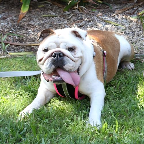 2 Hounds Freedom No Pull 1 Inch Training Leash ONLY Works with No Pull Harnesses (Light Pink)