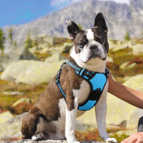 Dog Harness for Medium Sized Dogs (Medium / Sky Blue)
