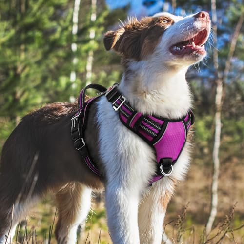 Dog Harness Medium Sized (Purple / Medium)