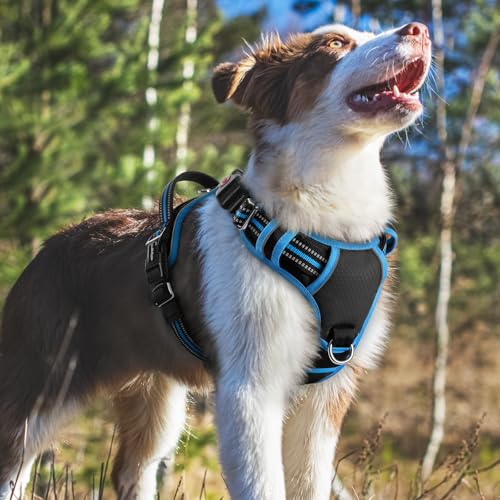 Dog Harness Medium Sized (Black & Blue / Medium)
