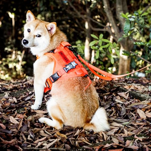 No Pull Dog Leash with Handle for Medium Large Dogs (Orange / 6FT)