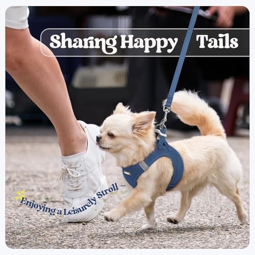 Dog Harness Small Sized and Leash Set (Navy Blue / Xs (chest: 13.3 - 15.5"))