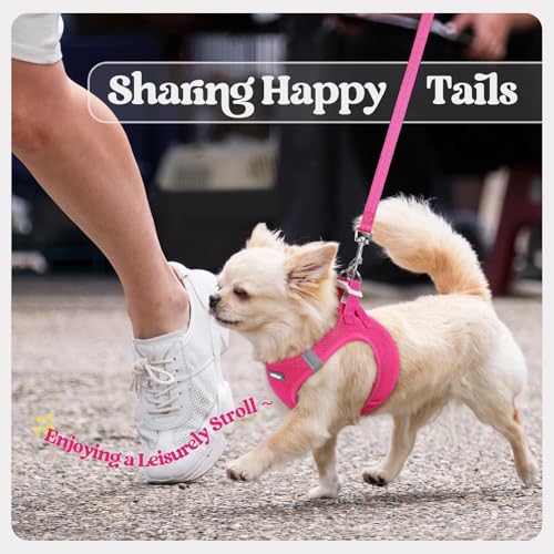 Dog Harness Small Sized and Leash Set (Rose Red / Xxxs (chest: 10.8 - 11.8"))