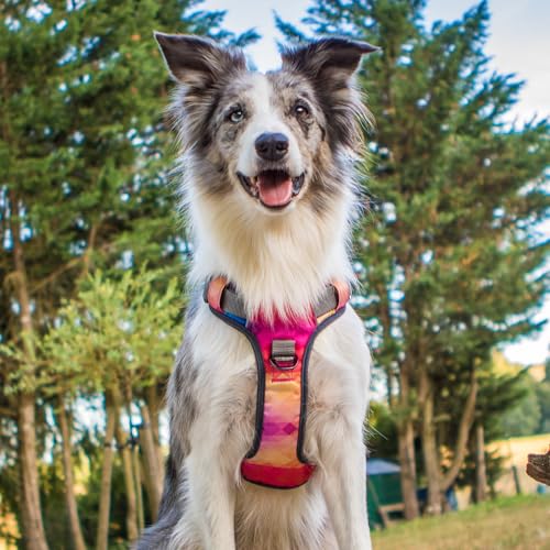 Embark No Pull Dog Harness (XS / Aurora)