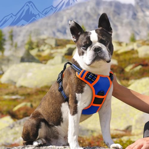 Dog Harness for Medium Sized Dogs (Medium / Blue & Orange)