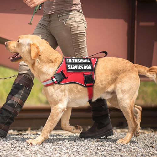 Service Dog Vest Harness and Leash Set+10 Patches (Large / Red)
