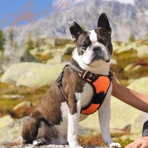 Dog Harness for Medium Sized Dogs (Medium / Orange)