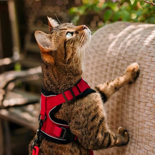 Cat Harness and Leash Set (Xs / Red)