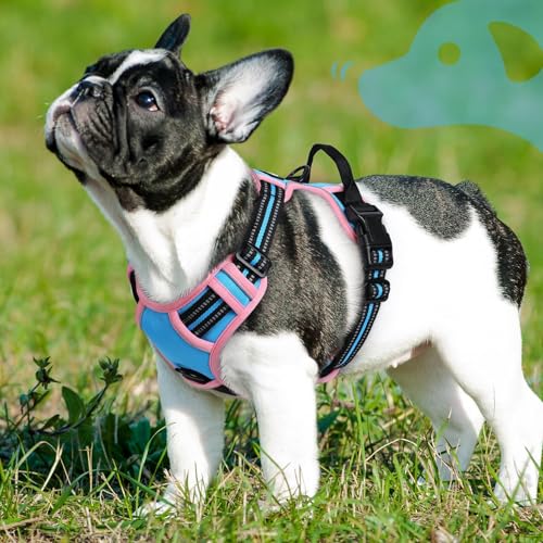 Dog Harness for Small Dogs (Small / Pink & Sky Blue)