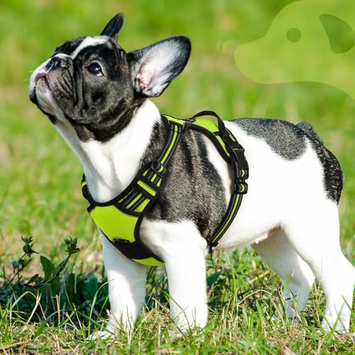 Dog Harness for Small Dogs (Small / Green)