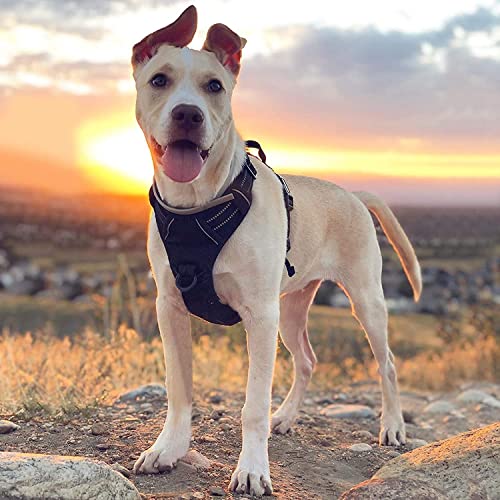 Dog Harness No Pull for Large Dogs with 2 Leash Clips (X-Large / Black)