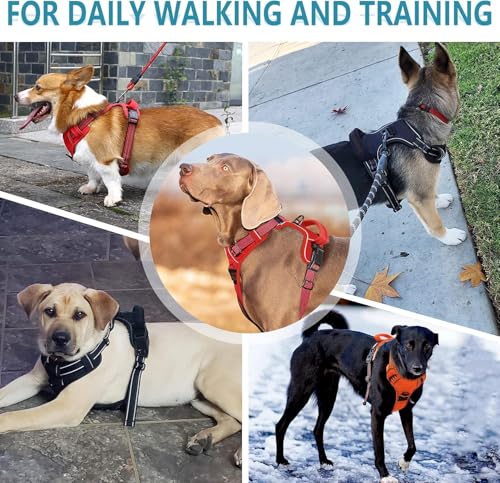 Dog Harness for Medium Sized Dog with Leash (Black / S)