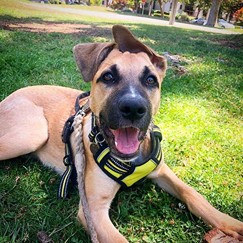 Dog Harness No Pull Medium Sized with 2 Leash Clips (Medium / Wild Lime)