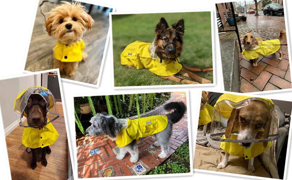 Dog Waterproof Raincoat with Poncho Hoodie (XXX-Large: 70-92lbs / Yellow)