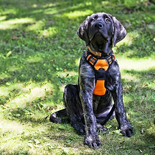 Dog Harness No Pull Medium Sized with 2 Leash Clips (Medium / Orange)