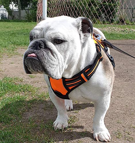 Dog Harness No Pull for Small Dogs with 2 Leash Clips (Small / Orange)